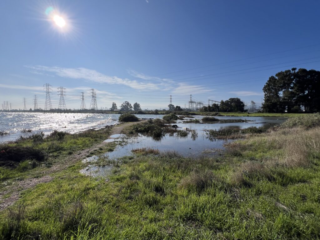 Coyote Point high tide swamp
